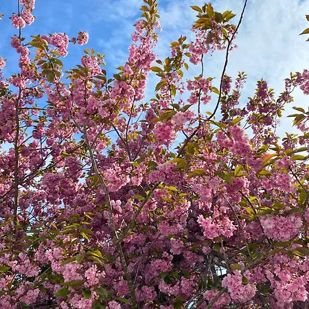 Ferientiet Apartment Bergen Auf Rugen